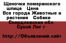 Щеночки померанского шпица › Цена ­ 25 000 - Все города Животные и растения » Собаки   . Свердловская обл.,Сухой Лог г.